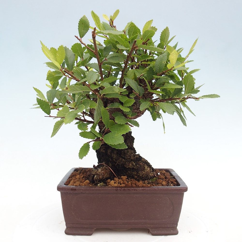 Vonkajšie bonsai - Zelkova - Zelkova serrata