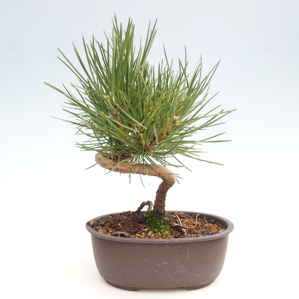 Vonkajší bonsai - Pinus thunbergii - Borovica thunbergova