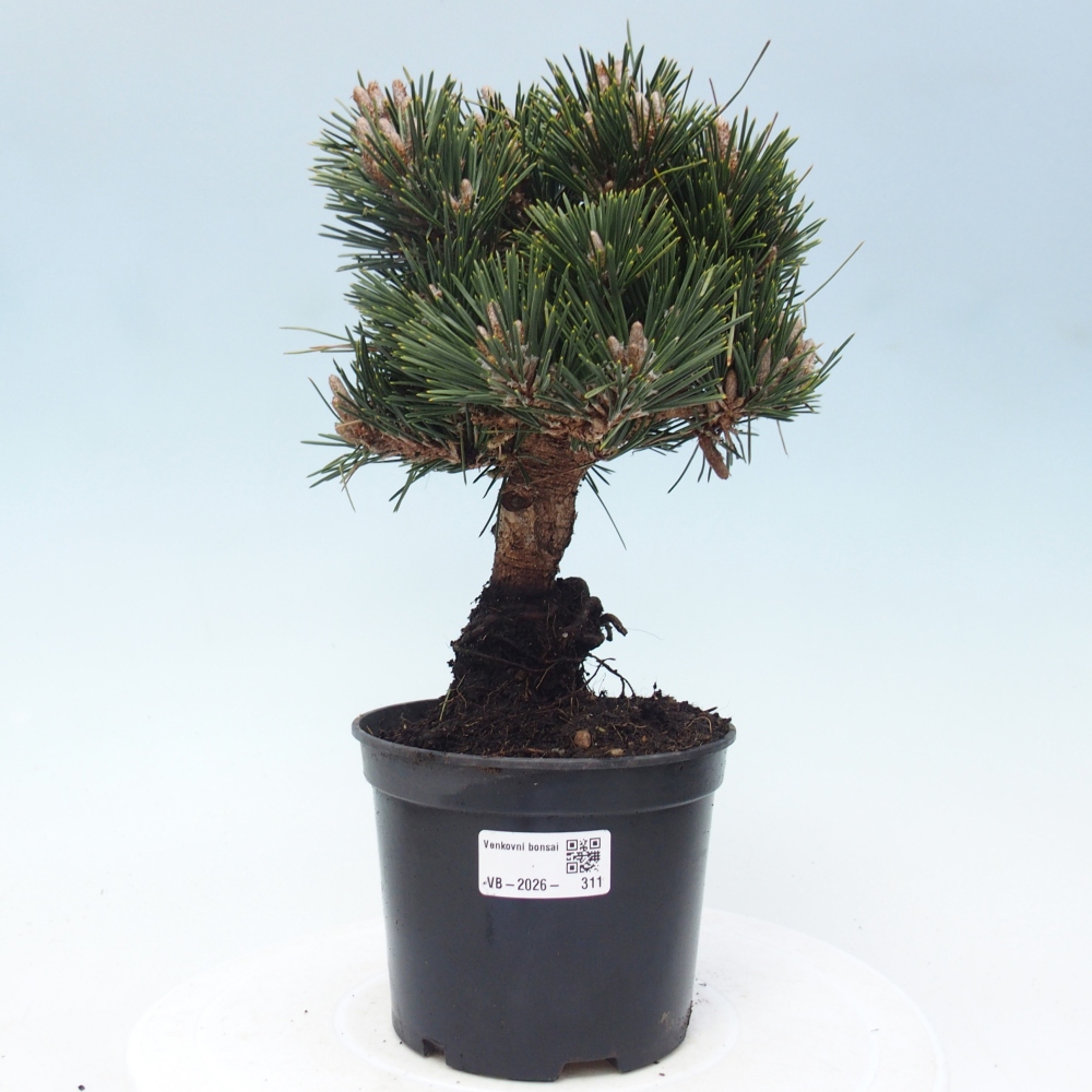 Vonkajší bonsai - Pinus thunbergii senjyumaru - Borovica thunbergova