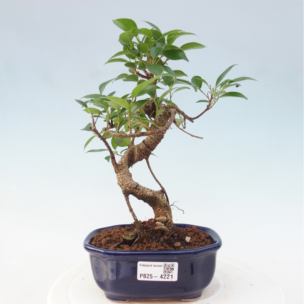 Izbový bonsaj - Ficus retusa - drobnolistý fikus