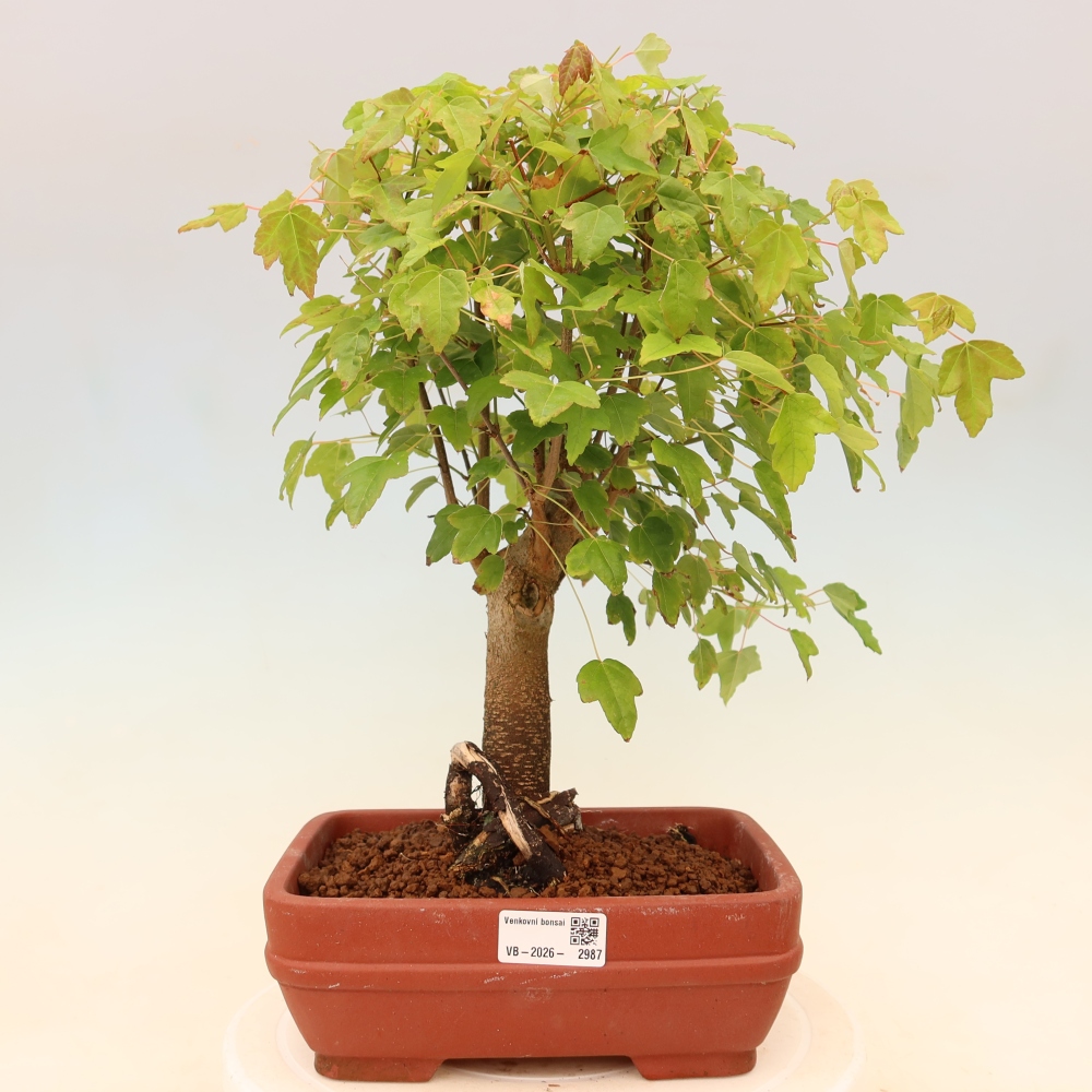 Vonkajšie bonsaje - Javor Burger - Acer Burgerianum