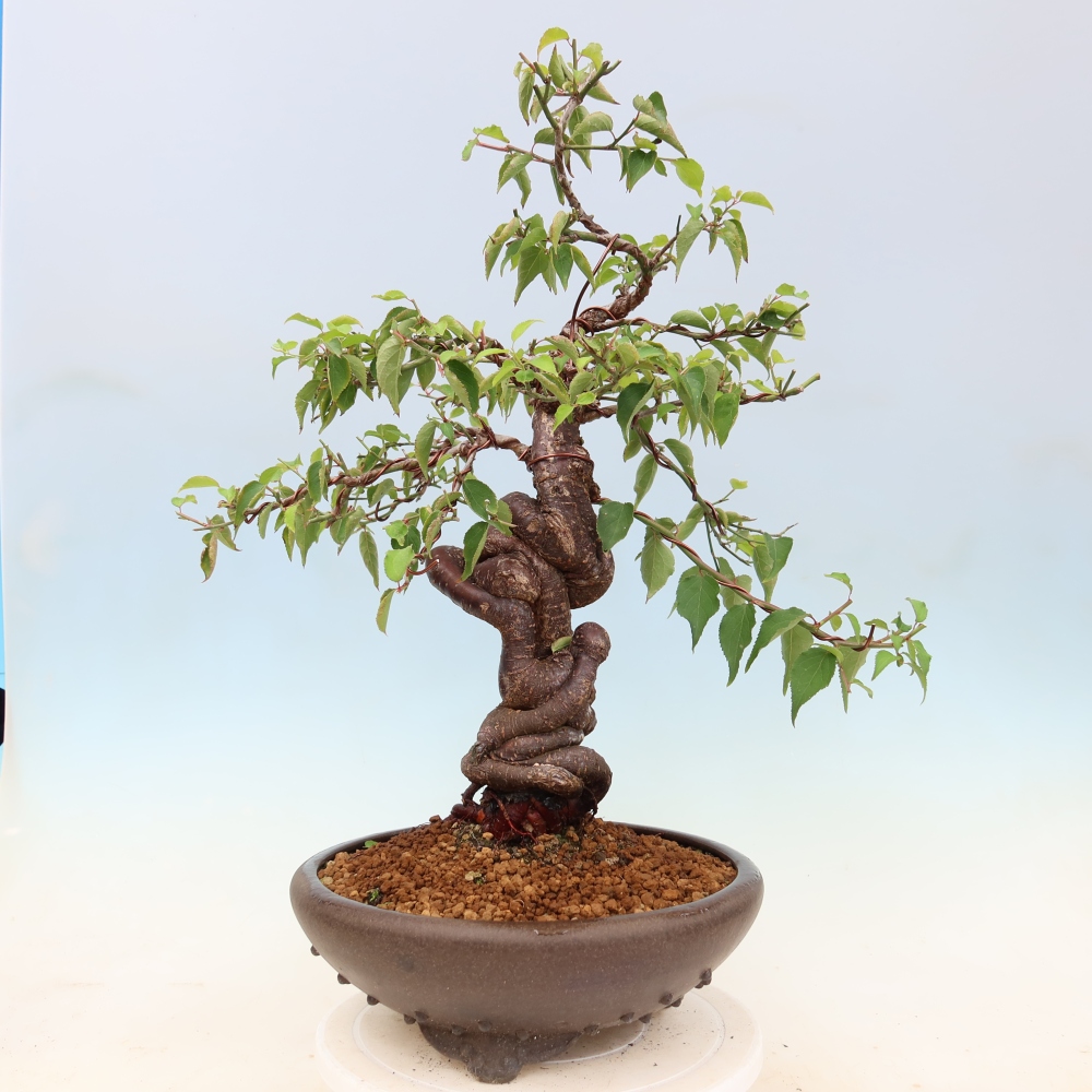 Vonkajšie bonsaje – Japonská marhuľa – Prunus Mume