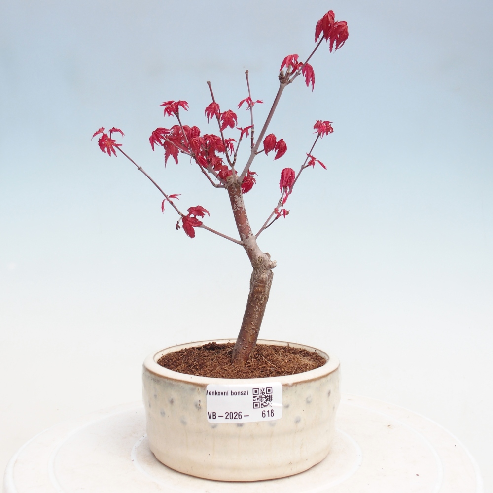 Vonkajší bonsaj - Acer palmatum DESHOJO