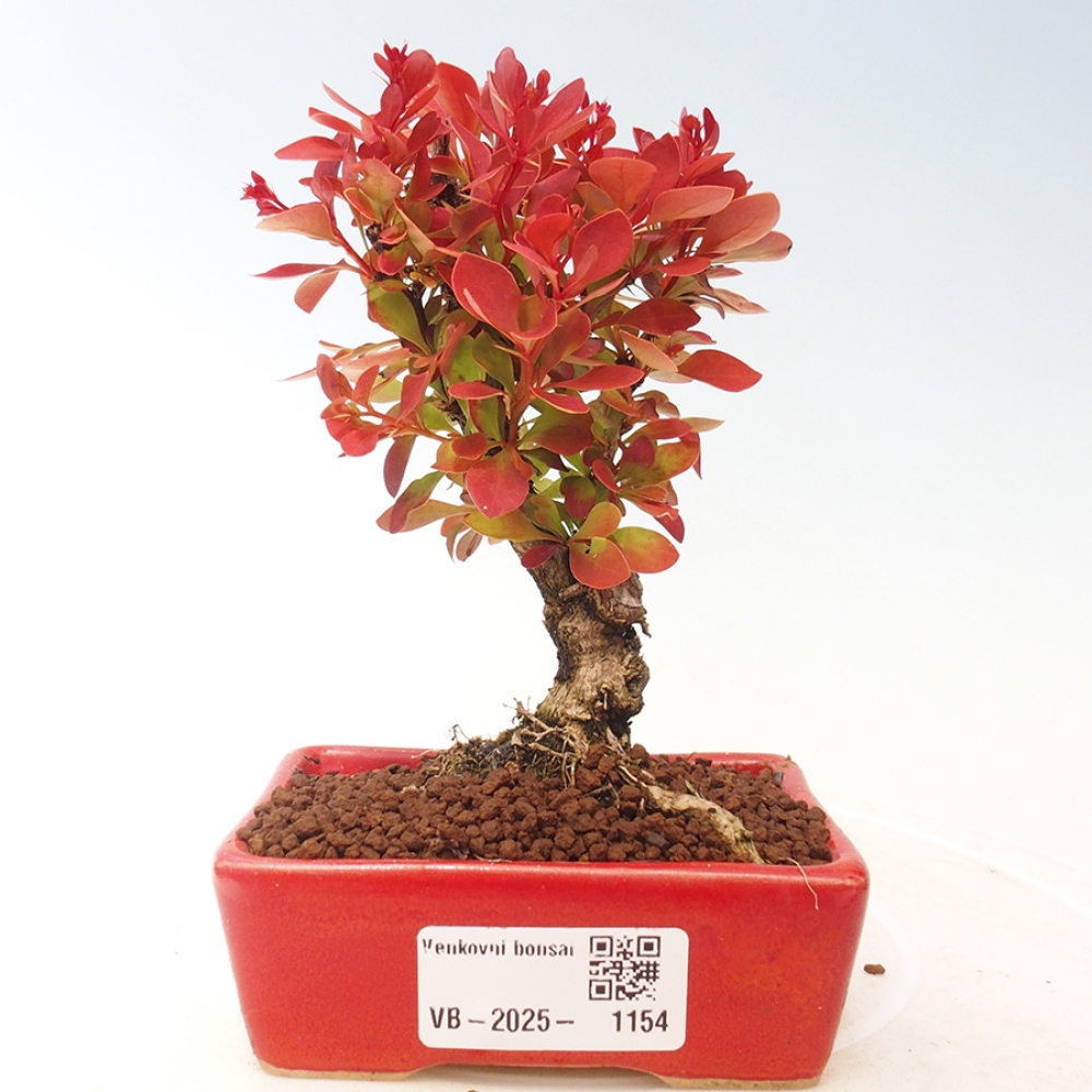 Vonkajší bonsai - Berberis thunbergii Kobold - Drištál Thunbergov