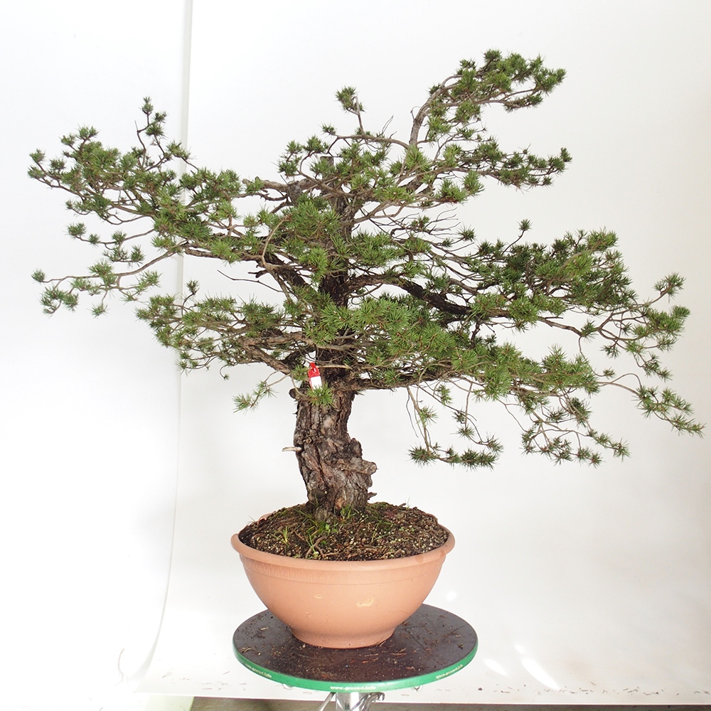 Yamadori - Pinus sylvestris Španielsko