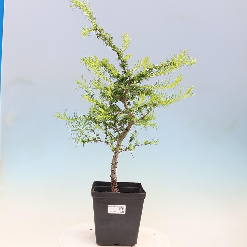 Vonkajšie bonsaje -Larix decidua - Smrekovec