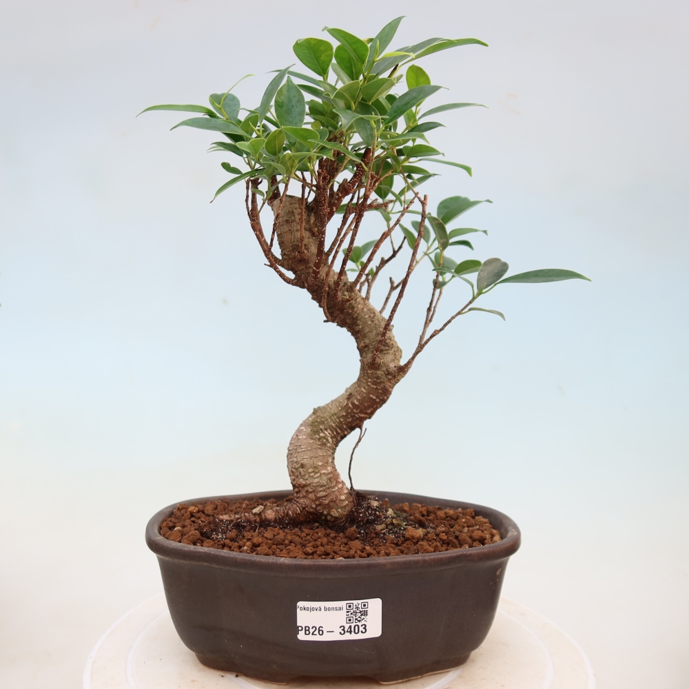 Izbové bonsaje - Ficus kimmen - drobnolistý fikus