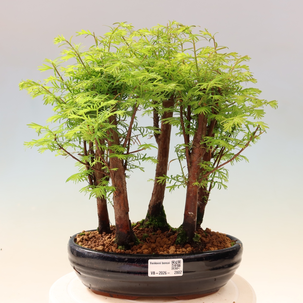 Vonkajší bonsai – Metasequoia glyptostroboides – čínska metasekvoja – hájik