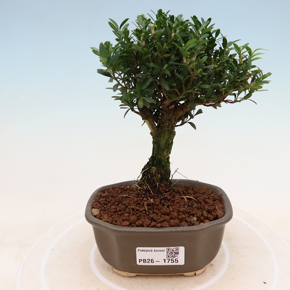 Izbové bonsaje - Buxus harlandii - korkový buxus