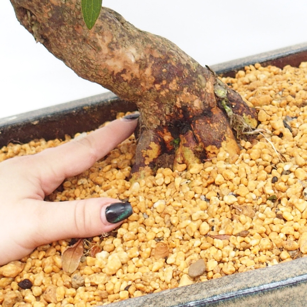 Vonkajšie bonsaje - Japonské azalky - Azalea satsuki