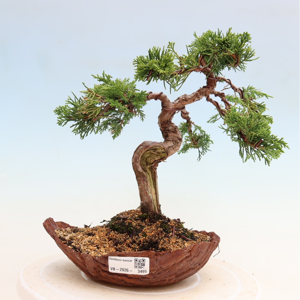 Vonkajší bonsai – Juniperus chinensis Itoigawa – čínsky jalovec