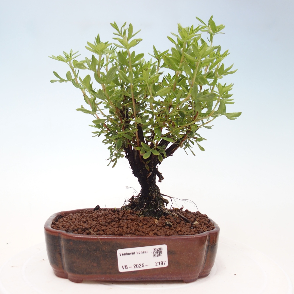 Vonkajšia bonsai-Nátržník krovitá - potentila fruticosa yellow Bird