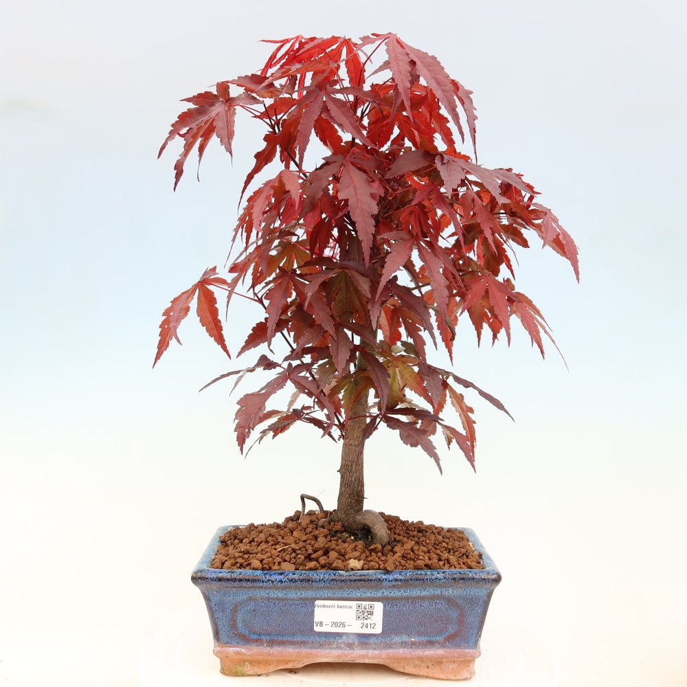 Vonkajšia bonsaj - palma Acer. Atropurpureum-Javor palmový