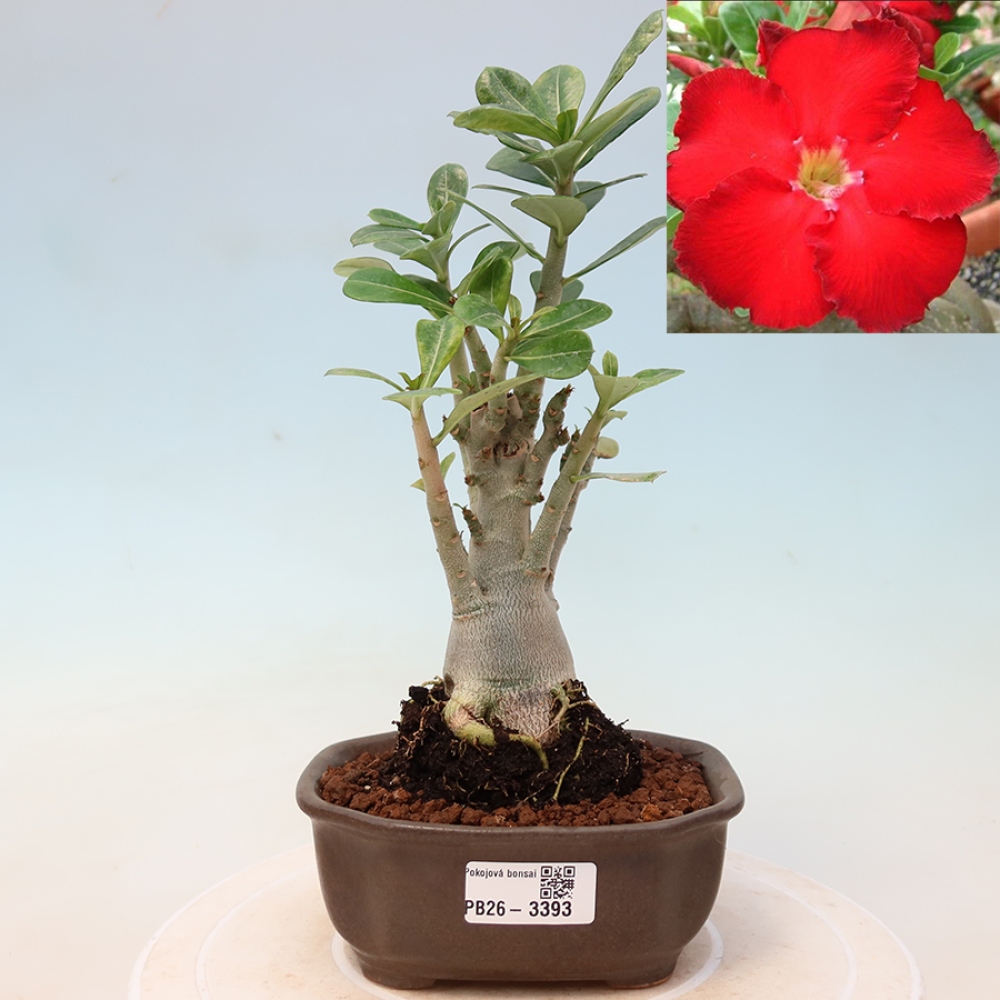 Izba bonsai – Adenium obesum Red Star – Púštna ruža