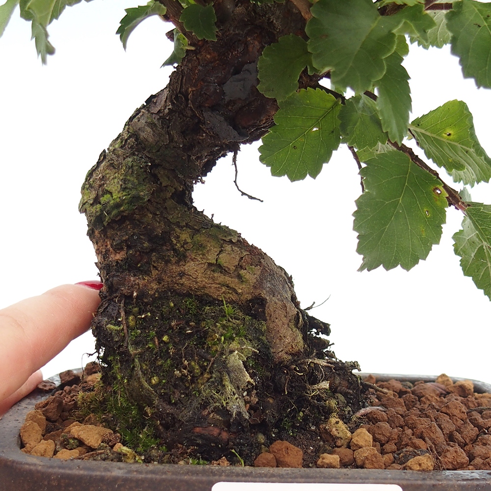 Vonkajšie bonsaje - Zelkova - Zelkova NIRE