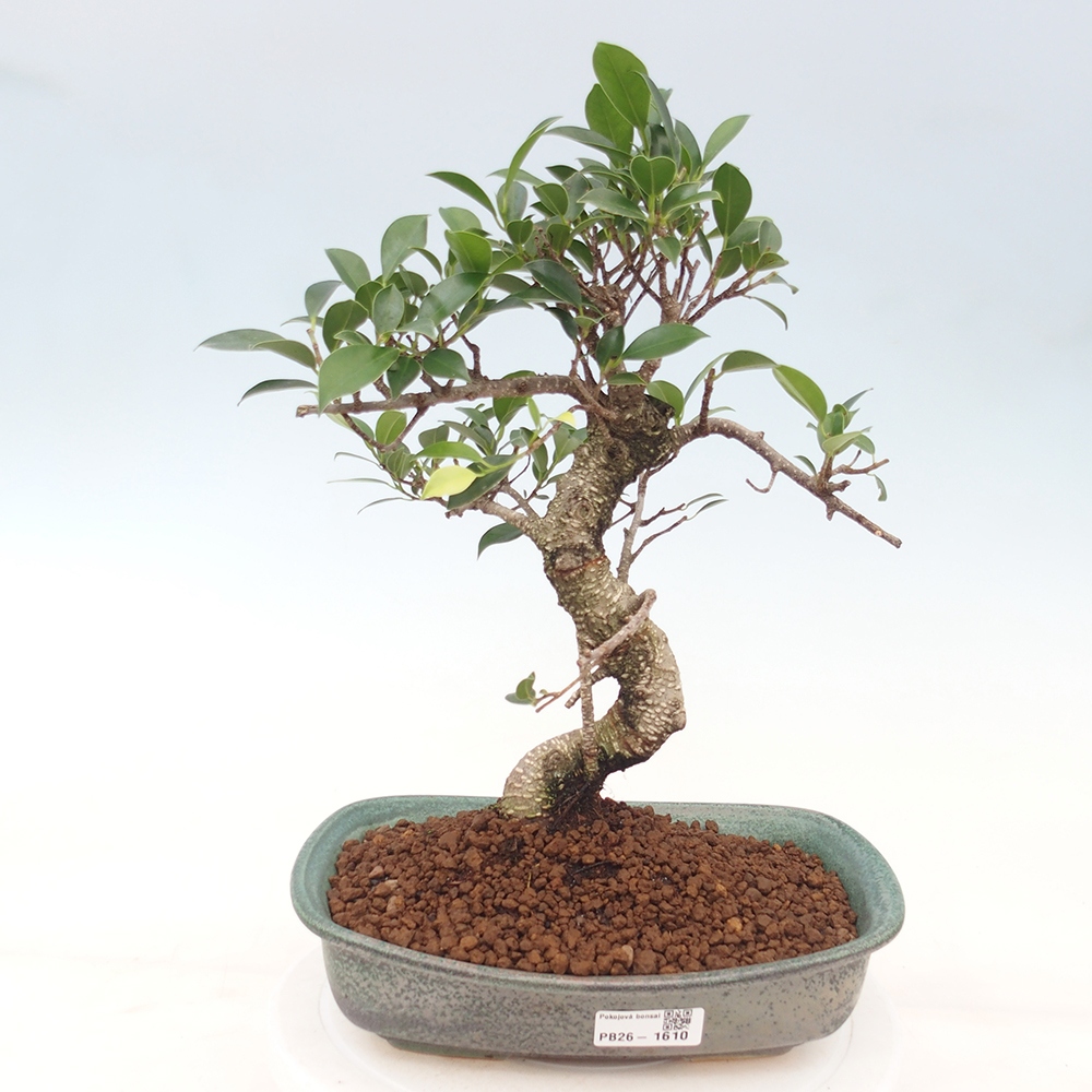 Izbové bonsaje - Ficus kimmen - drobnolistý fikus