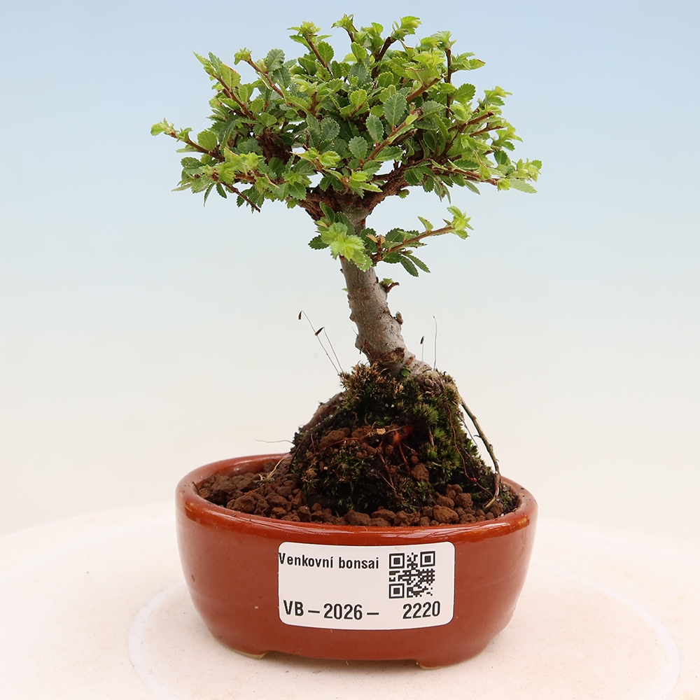 Vonkajší bonsai – Ulmus parvifolia Sagei – javor malolistý