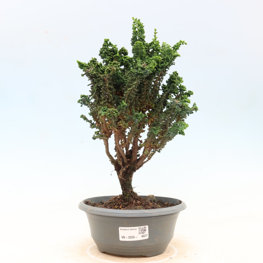 Vonkajší bonsaj - Cham. obtusa SEKKA HINOKI - Cypruštek