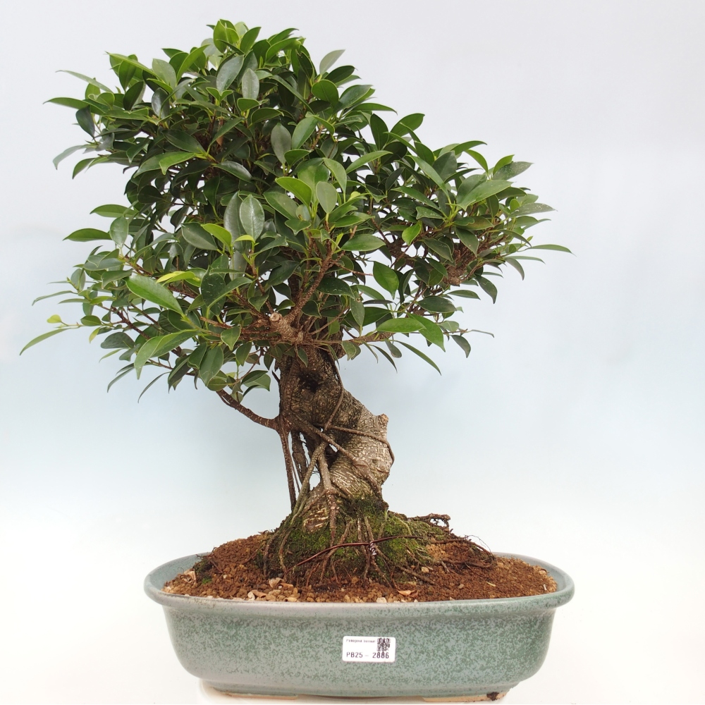 Izbový bonsaj - Ficus kimmen - drobnolistý fikus - len osobný odber alebo preprava na paletách