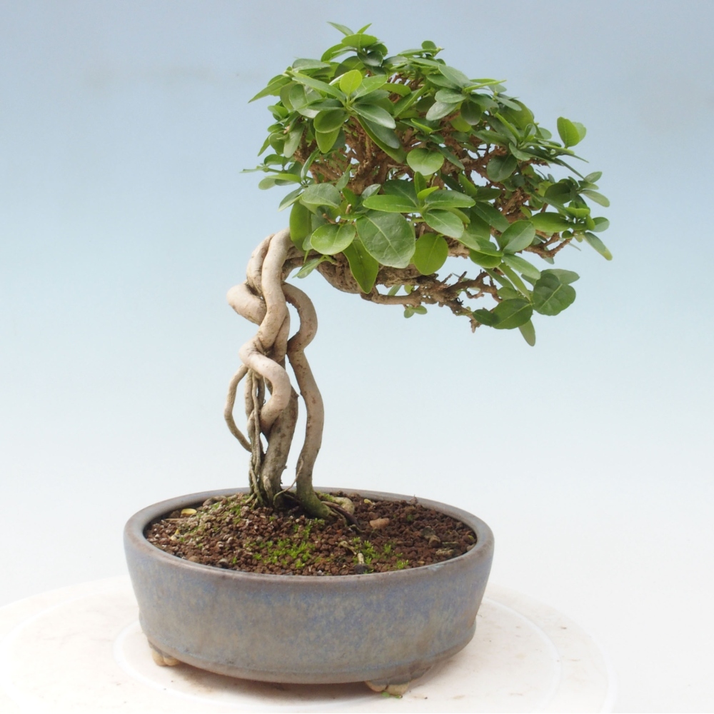 Izbová bonsai - Premna serratifolia - Kozlovoň malolistá