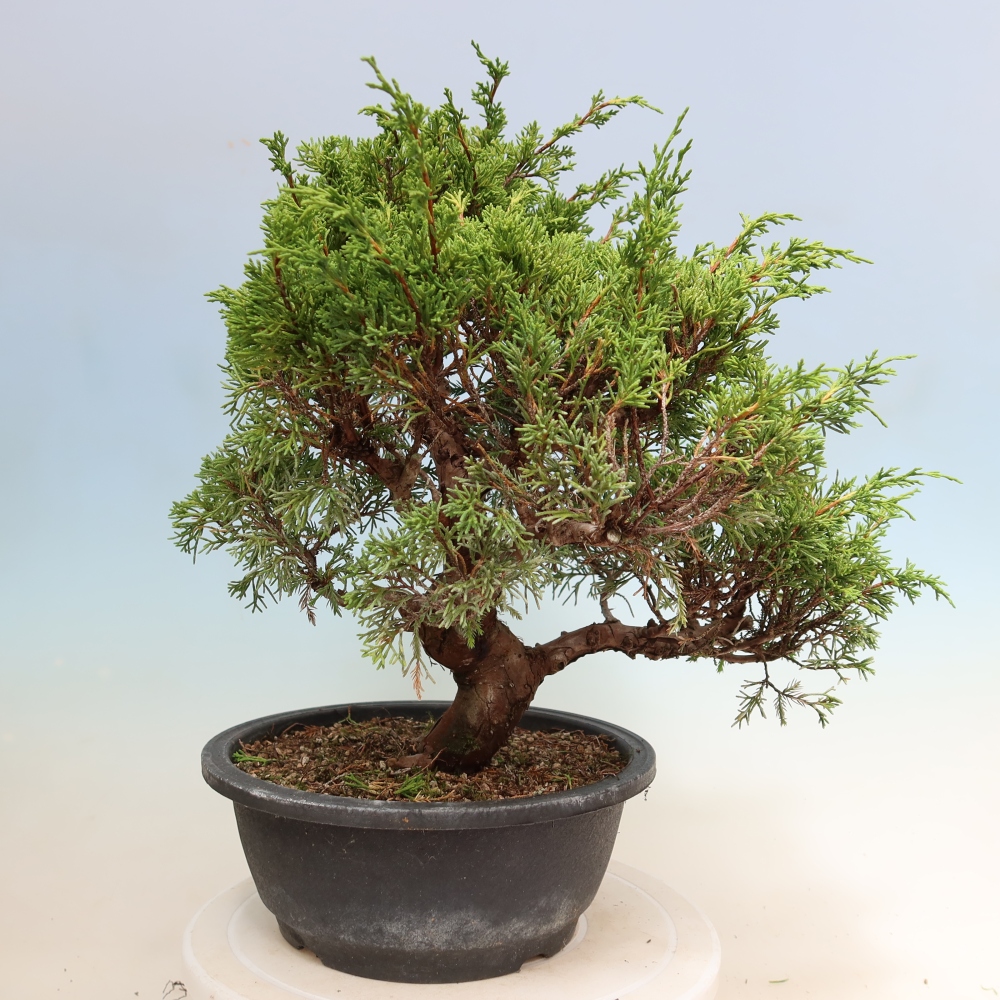 Vonkajší bonsai – Juniperus chinensis Itoigawa – čínsky jalovec