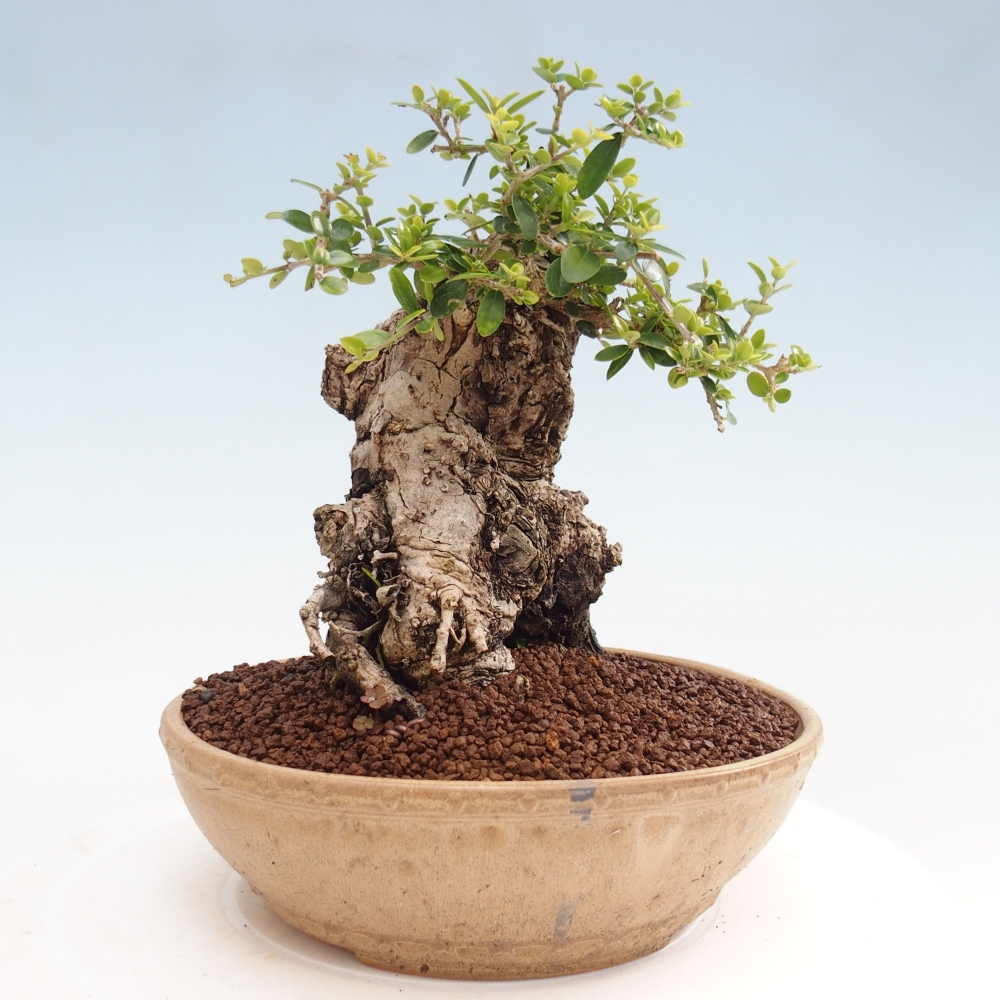 Izbová bonsai - Olea europaea sylvestris -Oliva evropská drobnolistá
