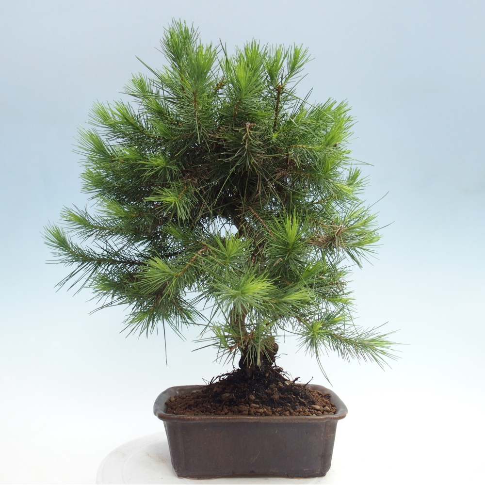 Izbový bonsaj - Pinus halepensis - Borovica aleppská
