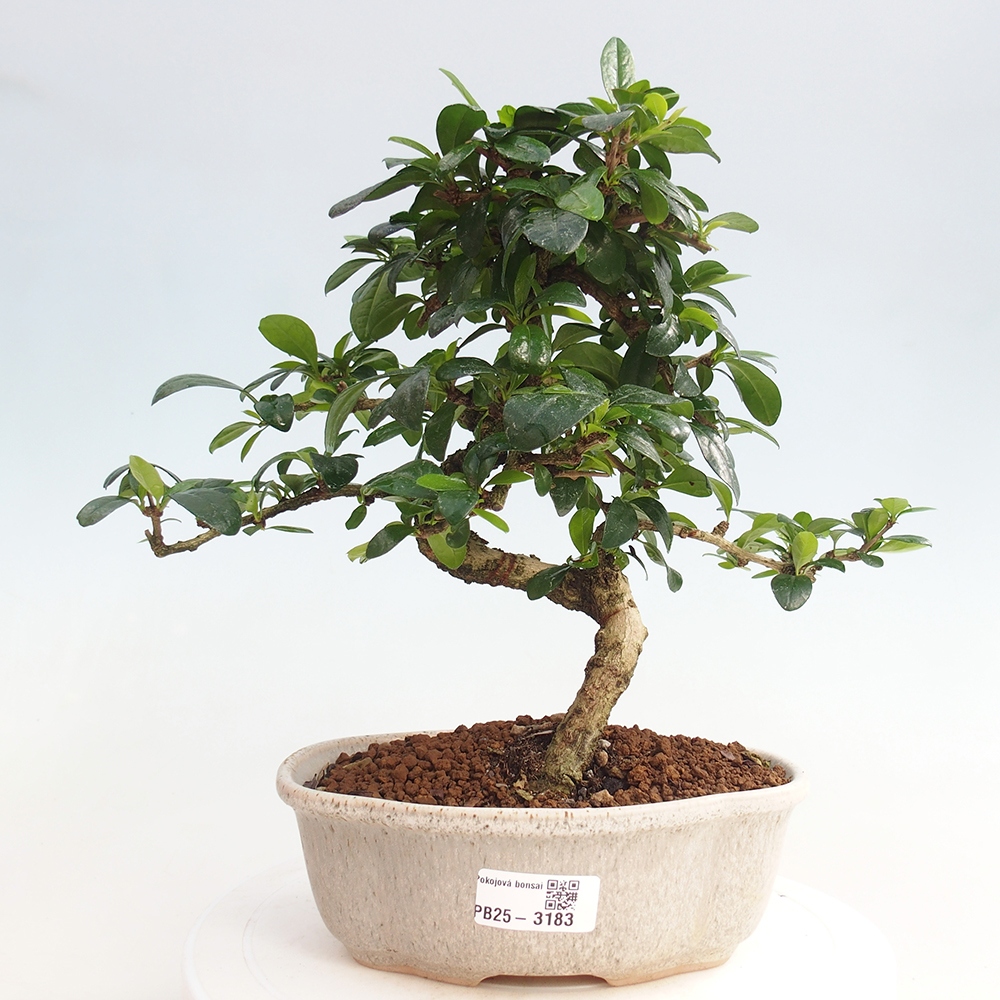 Izbová bonsai - Carmona macrophylla - Čaj fuki