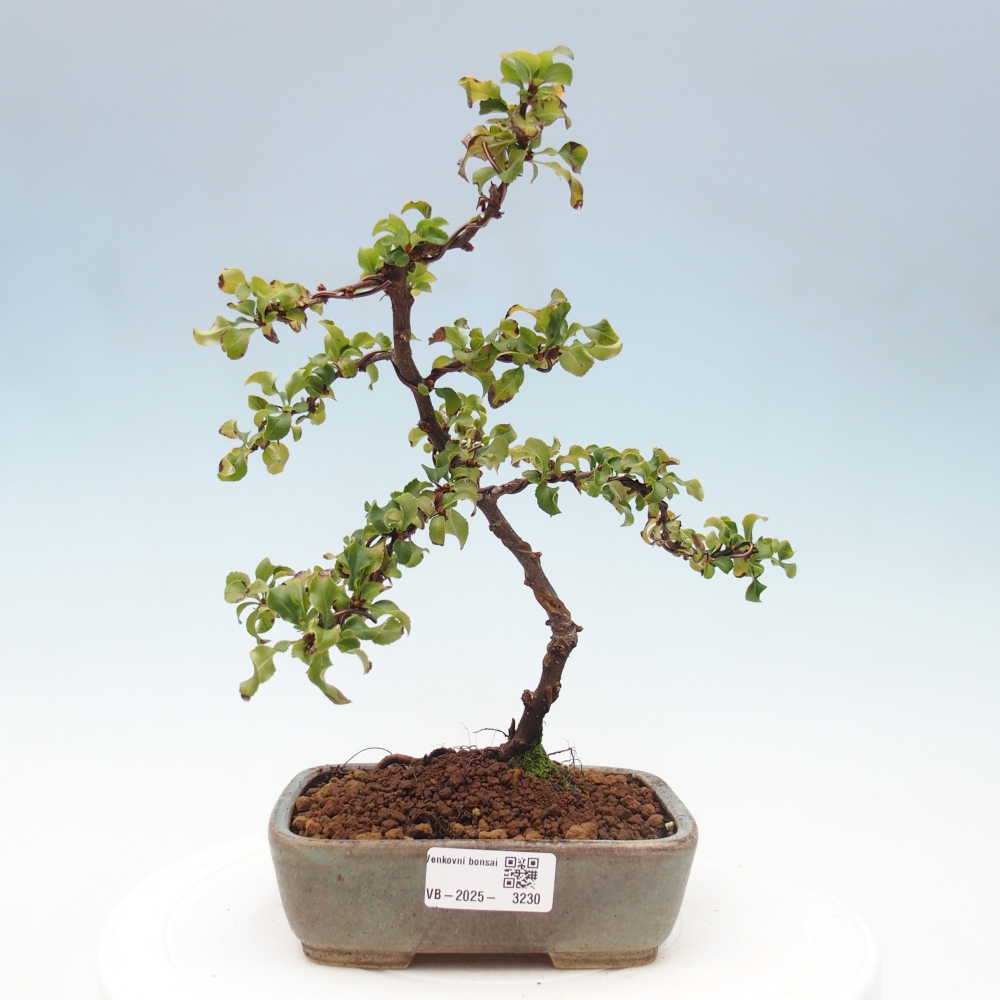 Vonkajšie bonsai - Chaneomeles s. Red Joy - Dulovec