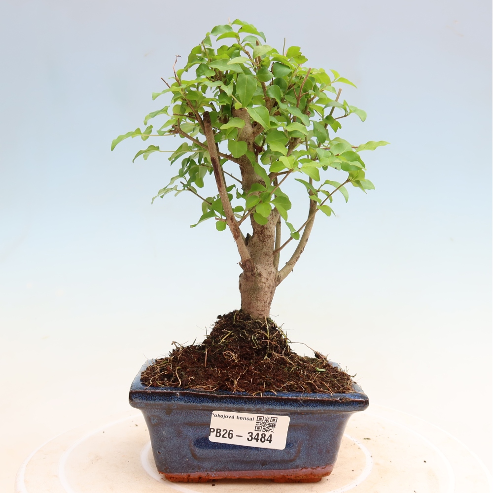 Izbový bonsaj -Ligustrum chinensis - Vtáčí zobák