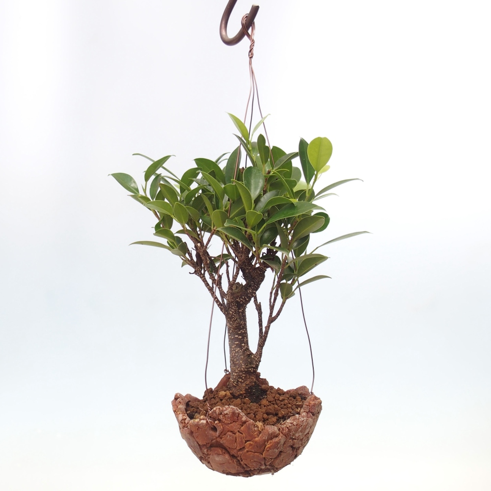 Kokedama v keramike - malolistý ficus - Ficus kimmen