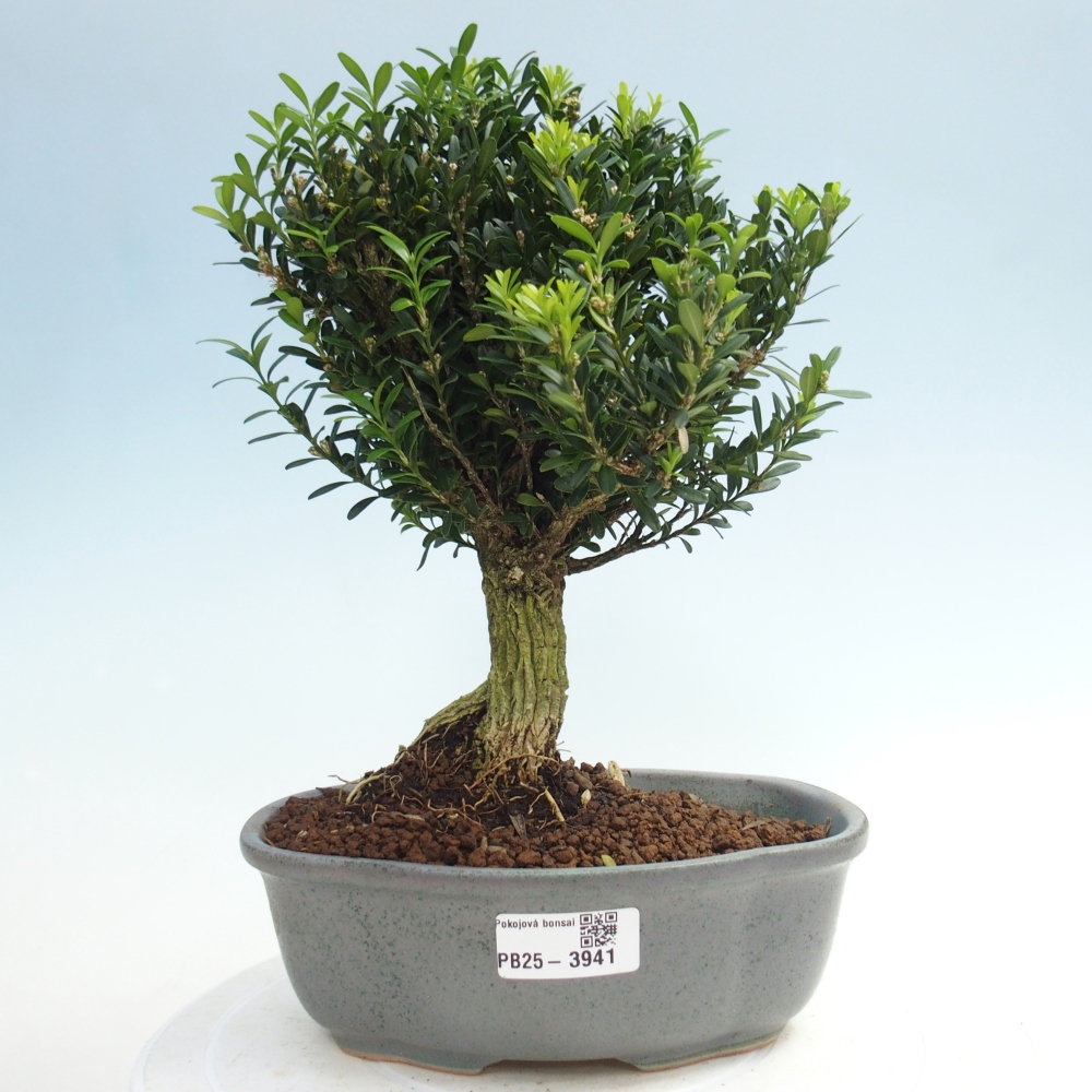 Izbové bonsaje - Buxus harlandii - korkový buxus