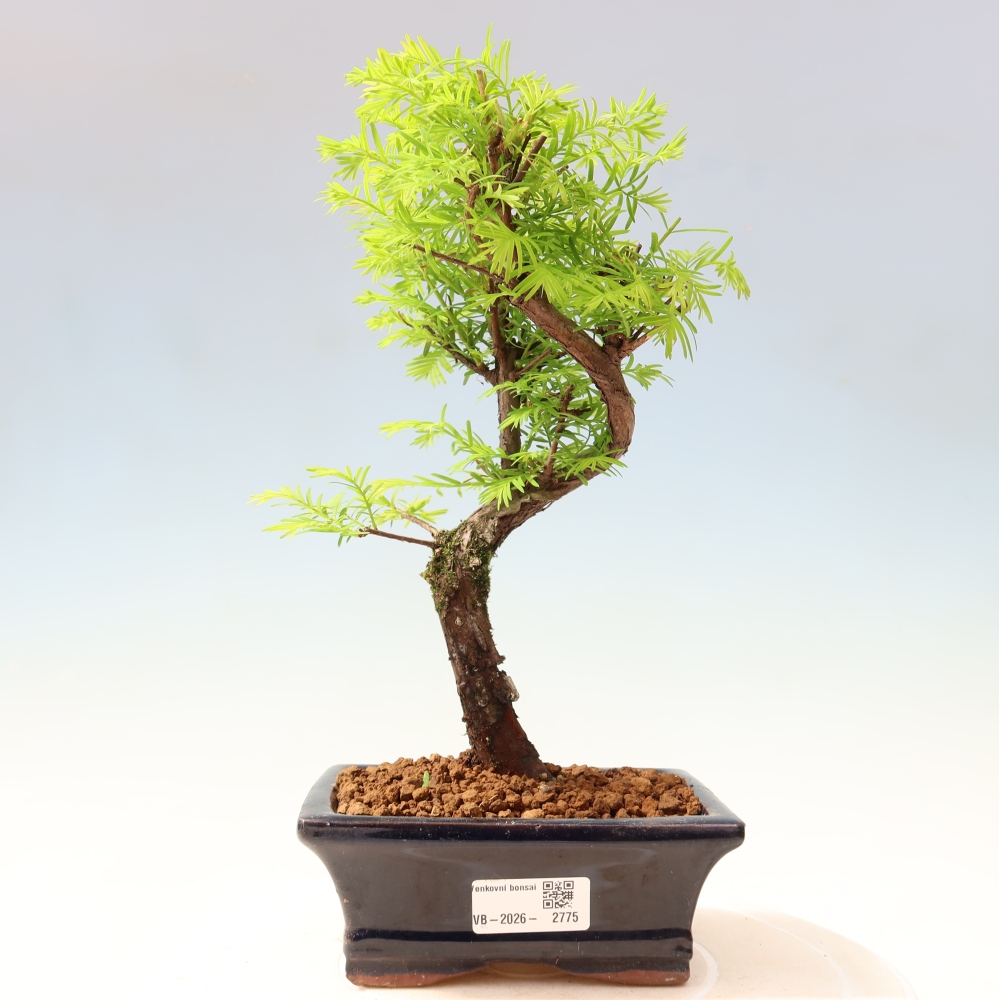 Vonkajšie bonsaje - Metasequoia glyptostroboides - čínska metasekvoja