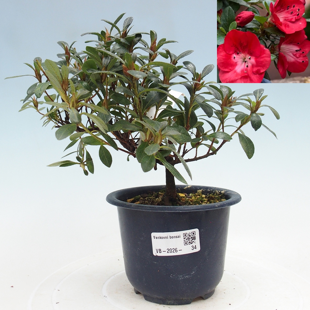 Vonkajšie bonsaje - Japonská azalka - Azalea Benibeni