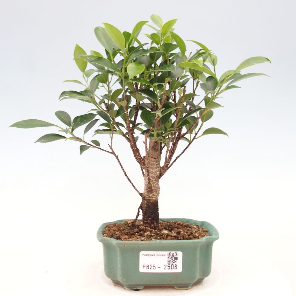 Izbová bonsai - Malolistý fikus - Ficus kimmen