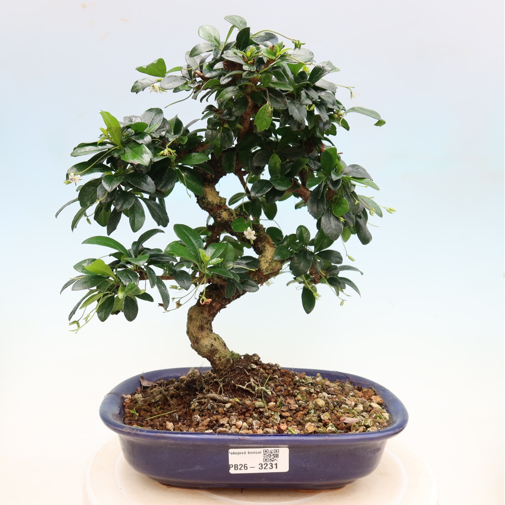 Izbové bonsaje - Carmona macrophylla - Tea fuki