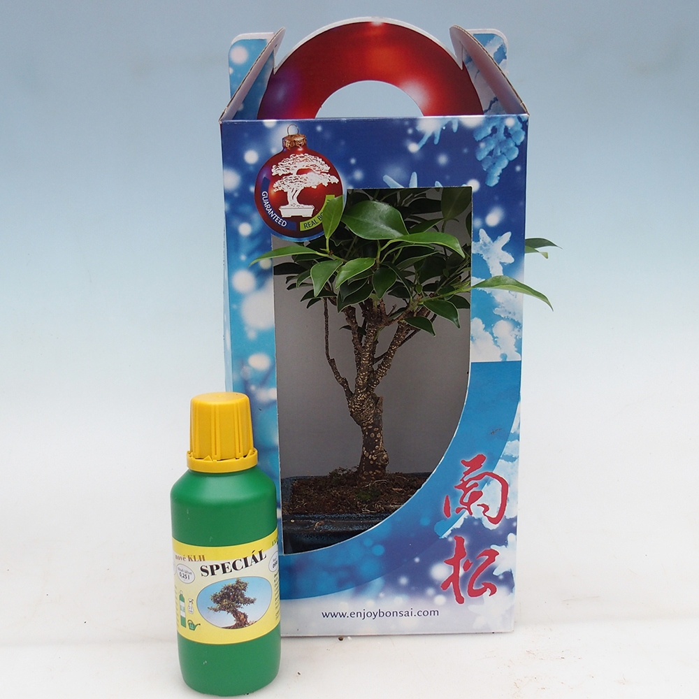 Izbový bonsaj v darčekovej krabičke Ficus retusa - drobnolistý fikus