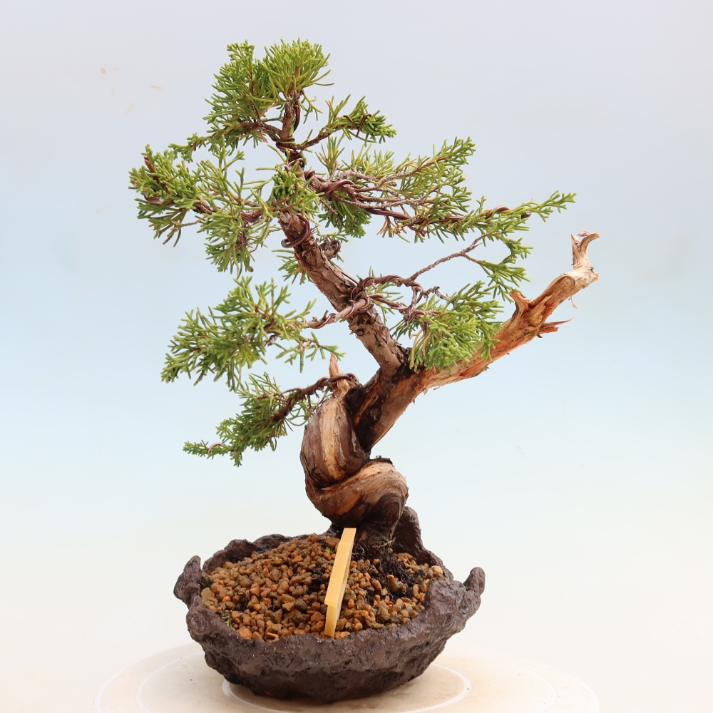 Vonkajší bonsai – Juniperus chinensis Itoigawa – čínsky jalovec