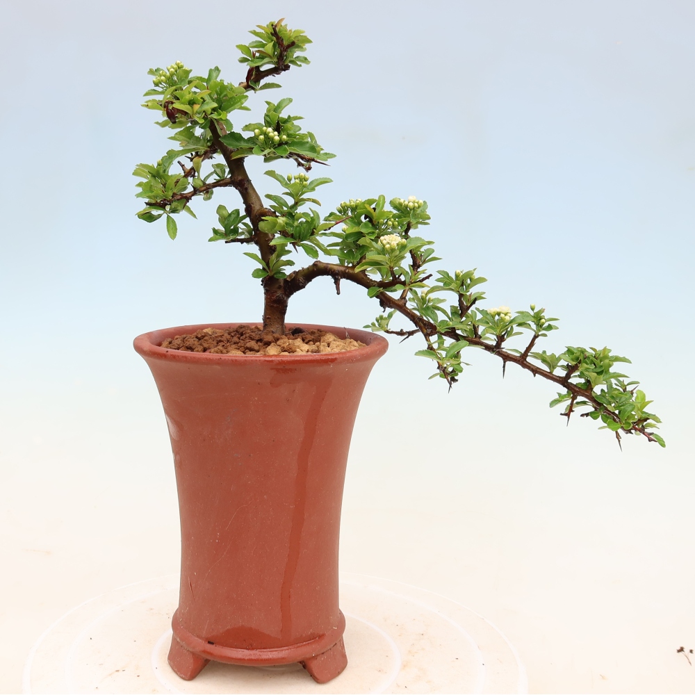 Vonkajší bonsai – Pyracantha teton – hlohovec šarlátový