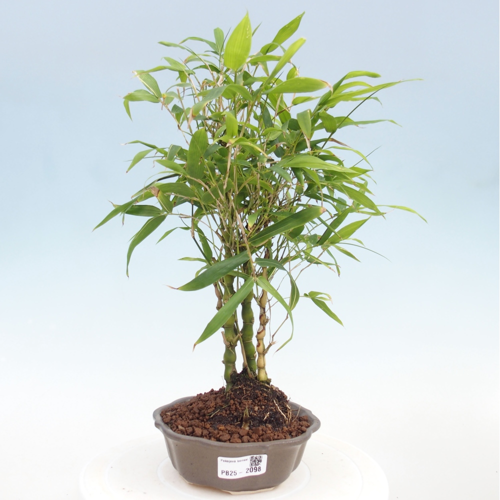 Izbová bonsai - Bambus budha-Bambus budhovo brucho
