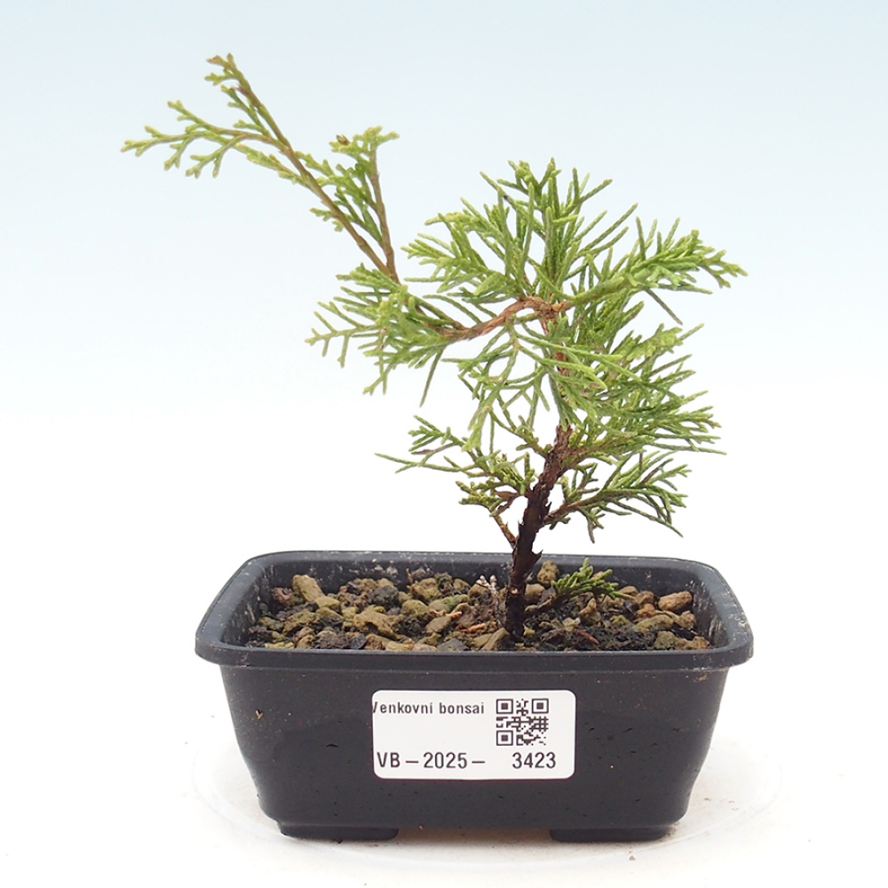 Vonkajší bonsaj - Juniperus chinensis Itoigawa