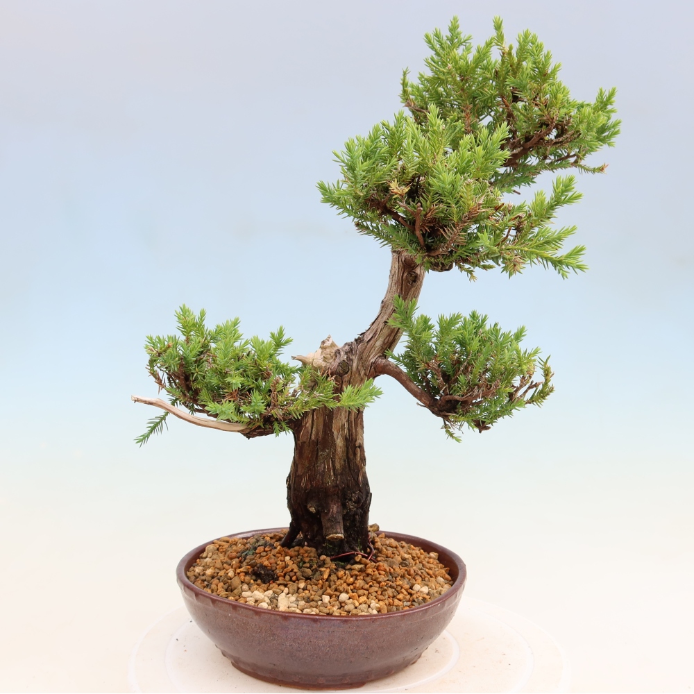 Vonkajší bonsai – Juniperus squamata – Jalovec šupinatý