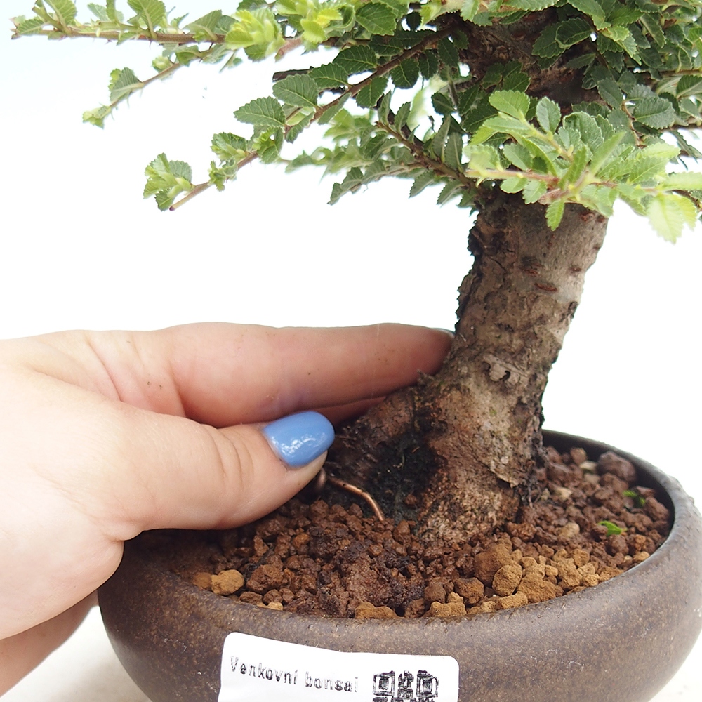 Vonkajší bonsai - Ulmus parvifolia Hokkaido - brest Čínsky