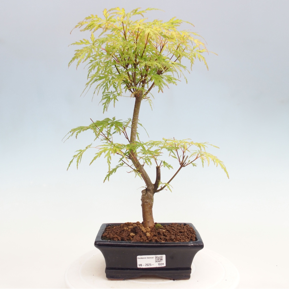 Vonkajšie bonsai - Acer palmatum Dissectum - Javor dlaňolistý 