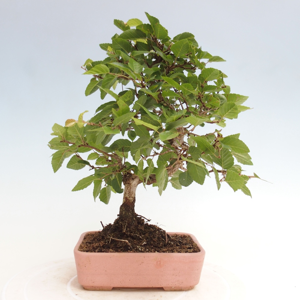 Vonkajší bonsai -Carpinus CARPINOIDES - Hrab kórejský