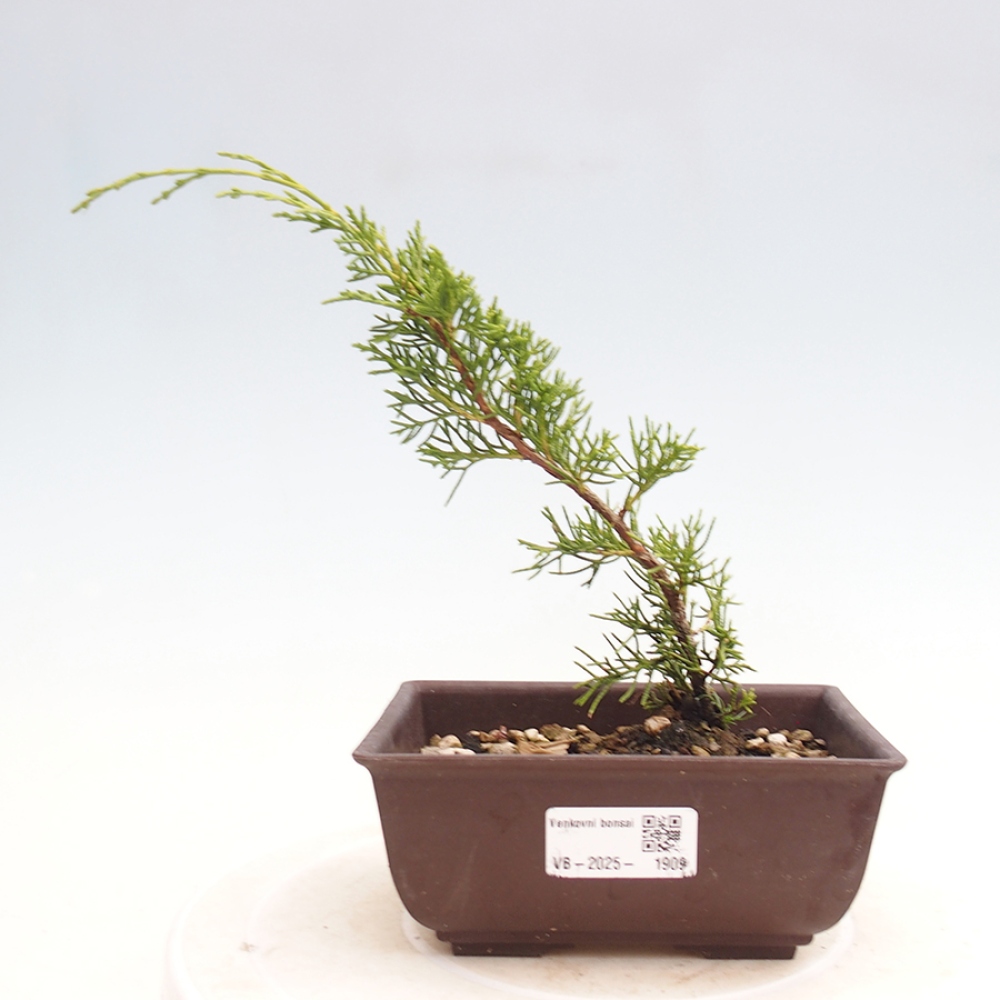 Vonkajší bonsai - Juniperus chinensis Itoigawa -Jalovec čínsky