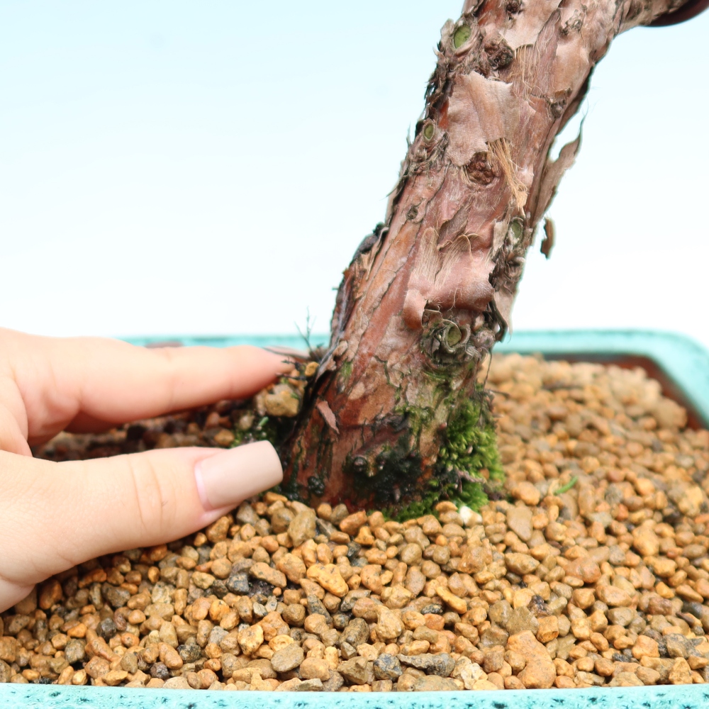 Vonkajší bonsaj - Juniperus chinensis Kishu