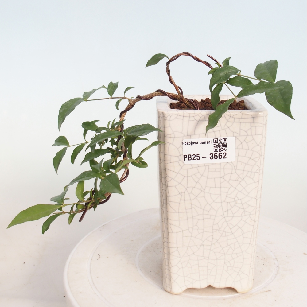 Izbový bonsaj - Malpighia coccigera- Barbdor Cherry