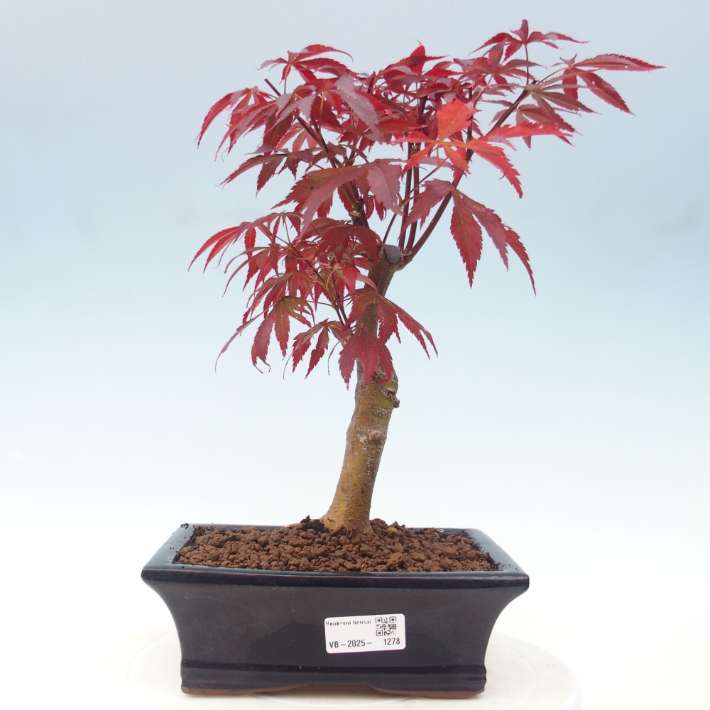 Vonkajší bonsai - Acer palm. Atropurpureum-Javor dlanitolistý