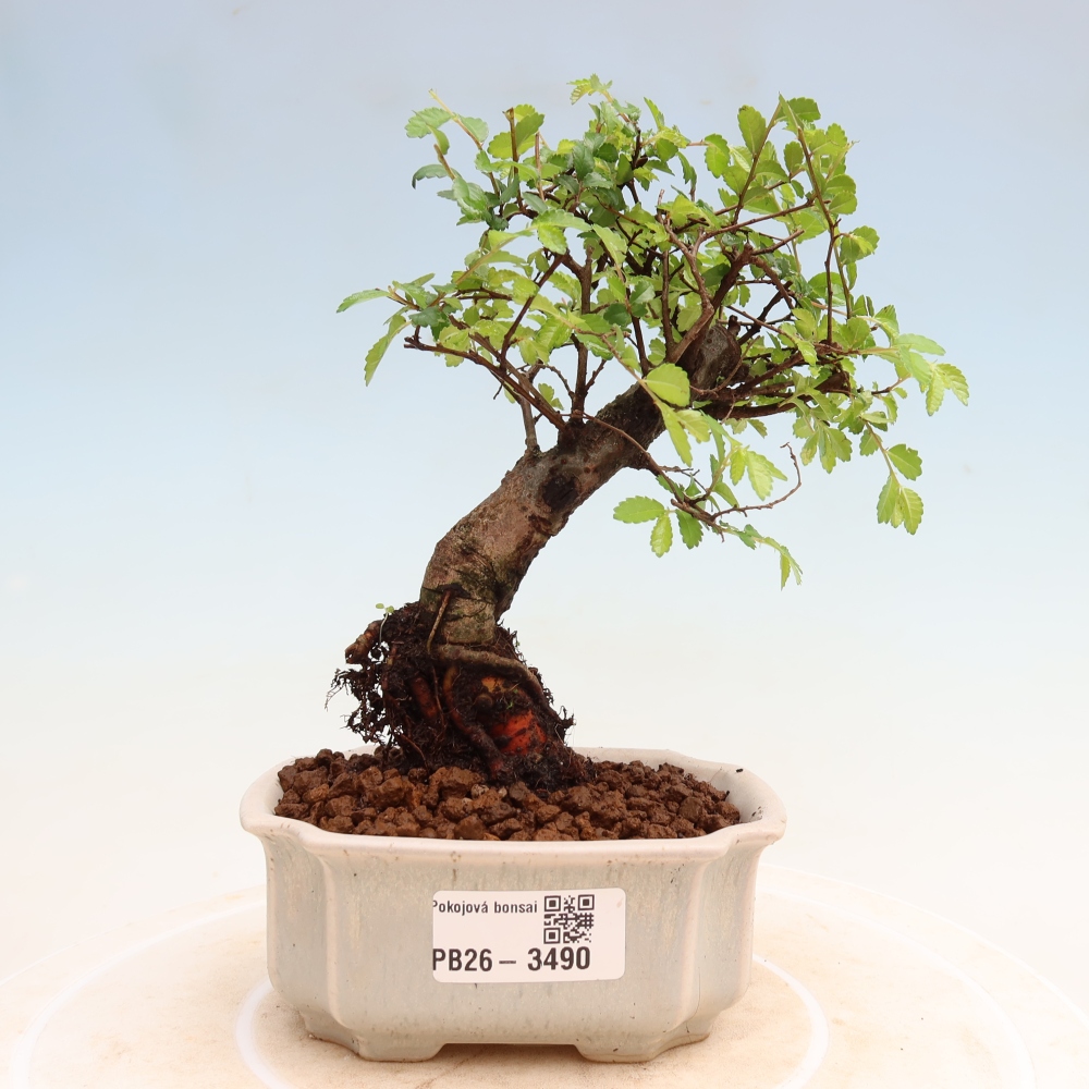 Izbový bonsaj - Ulmus parvifolia - brest malolistý
